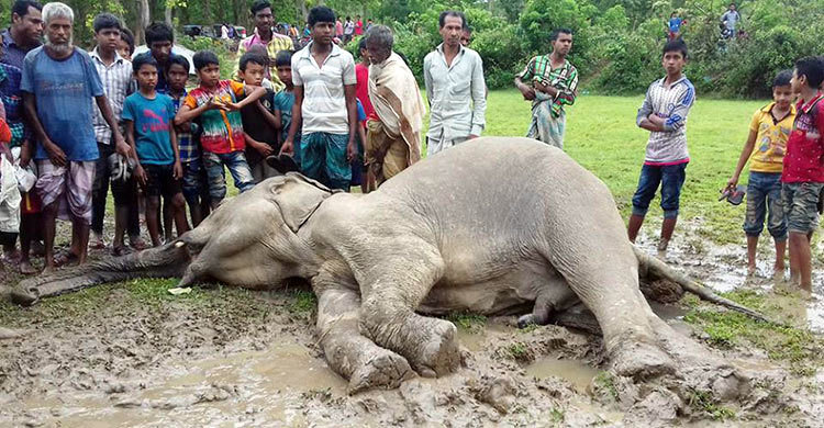 চট্টগ্রামে গত ১৯ বছরে হাতি মৃত্যুর ঘটনা তদন্তে রিট