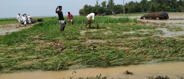 কক্সবাজার-মহেশখালীর কালারমারছড়া’র পাহাড়ী ঢলে তলিয়ে গেছে শতাধিক পান বরজ