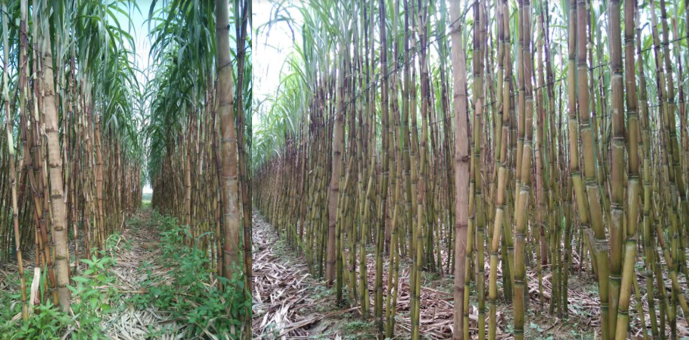 খাগড়াছড়িতে গত বছর আখ চাষ করে লাভ হয়েছে এক লাখ টাকার ওপরে, এই বছর আরও বেশি আশা করেন চাষি