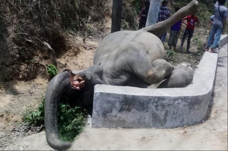 ঈদগড়ে পাহাড় থেকে পড়ে হাতির মৃত্যু