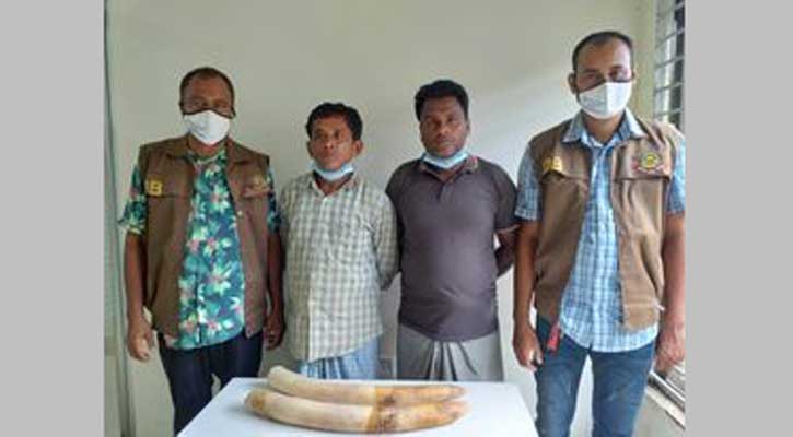 মইজ্জারটেকে হাতির দু্ইটি দাঁতসহ গ্রেফতার ২