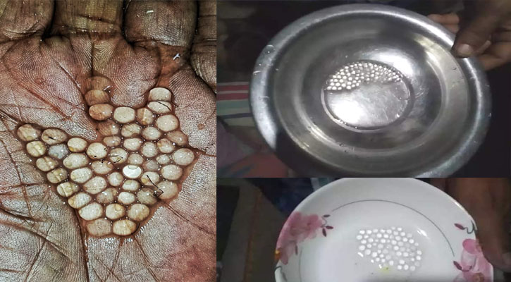 মধ্যরাতে হালদায় নমুনা ডিম ছেড়েছে মা মাছ, অপেক্ষায় জেলেরা