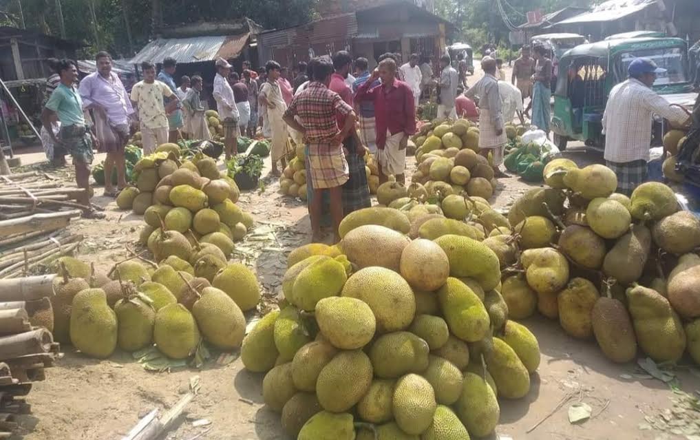 চন্দনাইশে  কাঁঠালের বাম্পার ফলন
