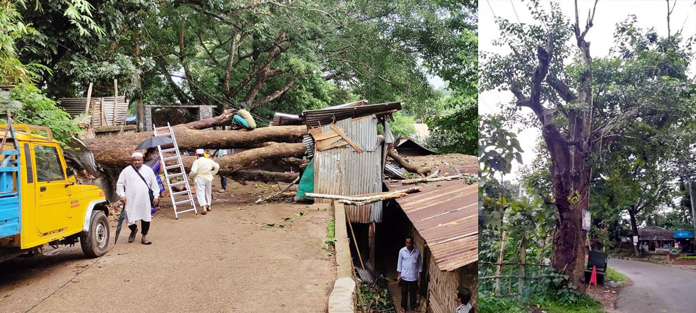 রাঙামাটিতে আঁচড়ে পড়লো বিশালাকার গাছ; দোকান-বসতঘর বিধ্বস্ত