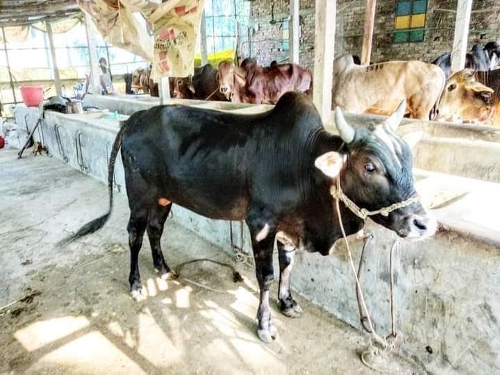 আনোয়ারায় কোরবানিপশু মোটাতাজাকরনে ব্যস্ত খামারিরা