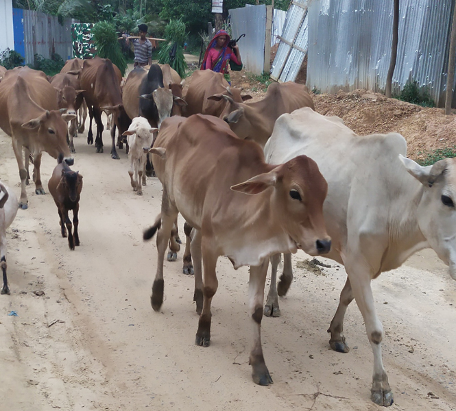 কোরবানীর পশু নিয়ে বিড়ম্বনায় চন্দনাইশের স্বল্প পুঁজির খামারীরা