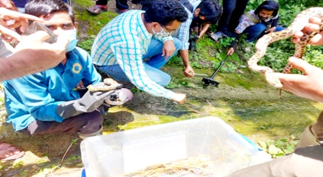 সীতাকুণ্ডে গহীন জঙ্গলে অজগরের ২৮টি বাচ্চা  অবমুক্ত