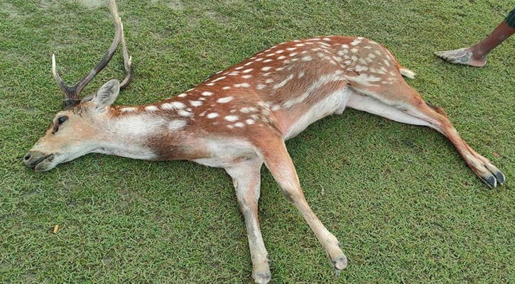 কুকুরের আক্রমণে আহত হরিণের প্রাণ গেল বন বিভাগের অবহেলায়