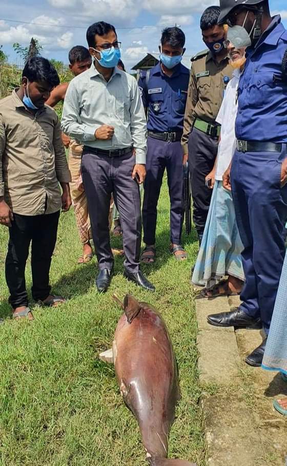 হালদা নদী হতে  মৃত ডলফিন উদ্ধার 