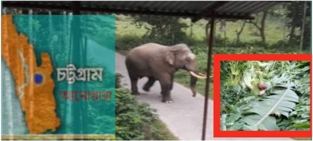 আনোয়ারায় বন্যহাতির আক্রমণে অজ্ঞাত ব্যক্তির মৃত্যু