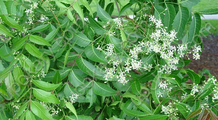  নিম পাতা  : ত্বকের উজ্জ্বলতা বাড়ায়