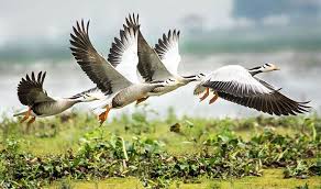 শীত পড়তেই পরিযায়ী পাখি দেখতে বিদেশিদের ভিড়