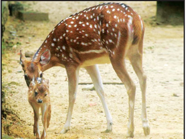 চট্টগ্রাম চিড়িয়াখানায় চিত্রা পরিবারে নতুন অতিথি  