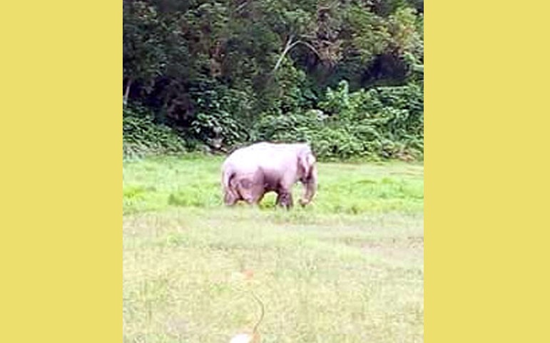 আনোয়ারায় সন্ধ্যা নামলেই হাতির তাণ্ডব, আতঙ্কে মানুষ