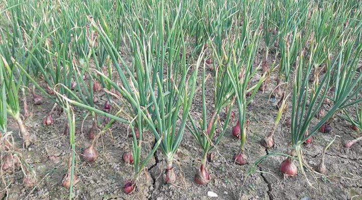 পেঁয়াজ চাষে আগ্রহী হচ্ছে চট্টগ্রামের কৃষকরা