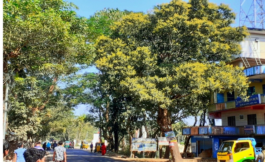 রাঙ্গুনিয়ায় আমের সোনালী মুকুলে ম-ম গন্ধ