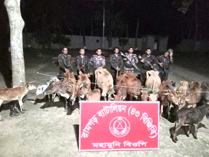 রামগড় সীমান্তে ১৫টি ভারতীয় গরু আটক করেছে বিজিবি