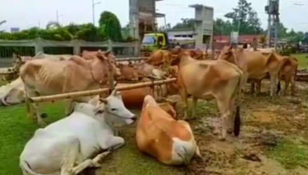আলীকদমে ১৭ বিদেশি গরু আটক করেছে বিজিবি 