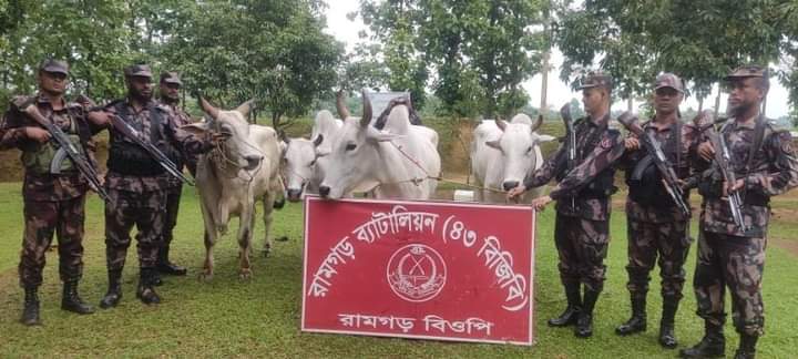 রামগড় সীমান্তে ভারভীয় গরু ও বস্তাবর্তী মাথার চুল আটক