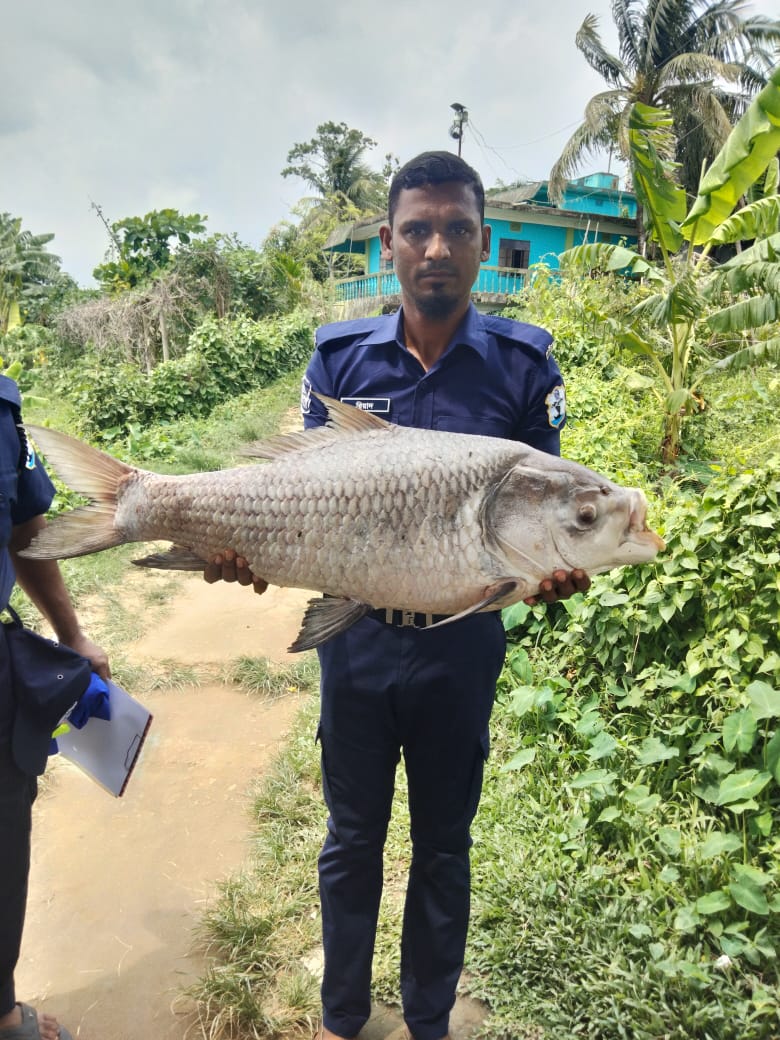  হালদা নদীতে ১২ কেজি ওজনের মৃত কাতাল মাছ উদ্ধার