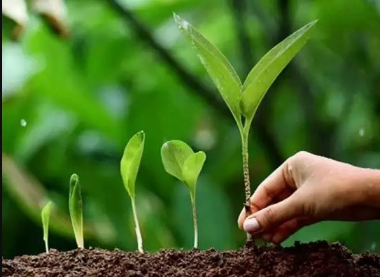 প্রয়োজনে যদি একটি গাছ কাটতেই হয় ” তাহলে তার পরিবর্তে যেন দশটি গাছ লাগাই