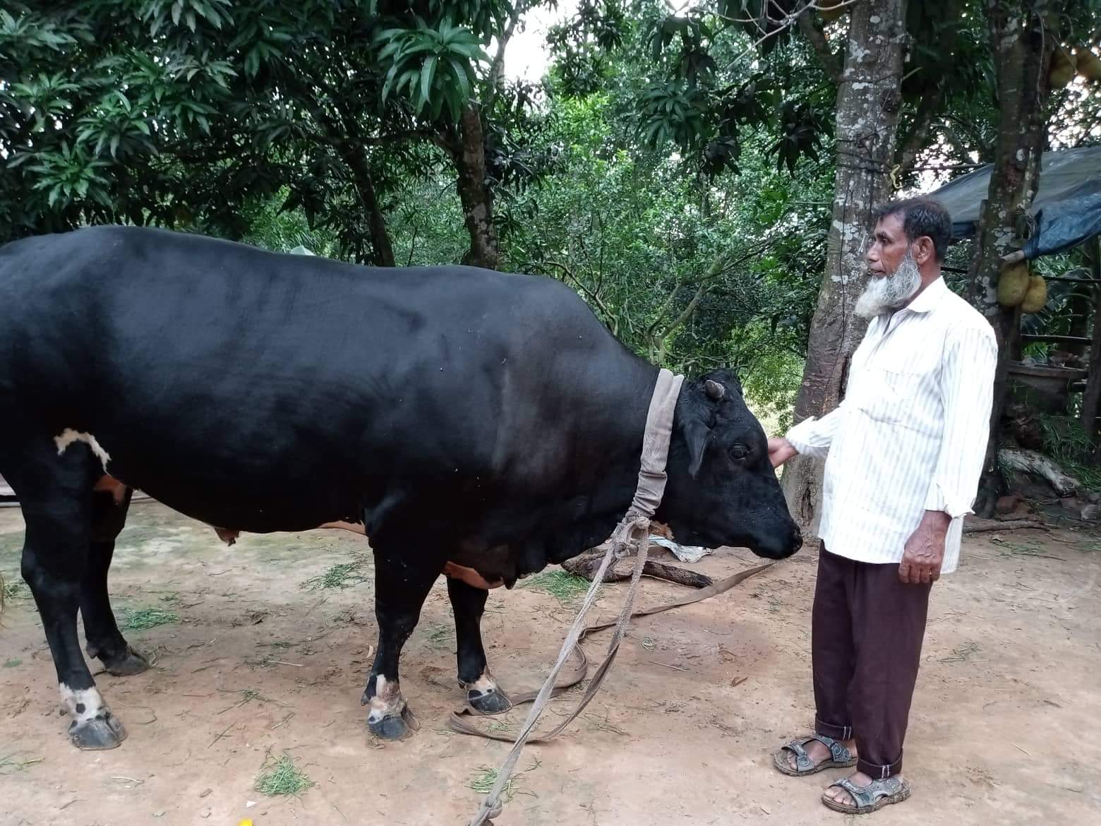 উত্তর ফটিকছড়ির বড় গরু বাহাদুর! ওজন ১৮ মন 