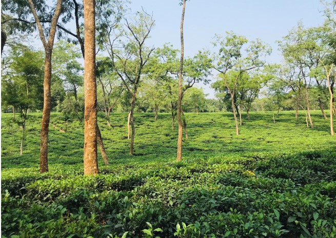 ফটিকছড়িতে চা-শিল্পের অপার সম্ভাবনা 