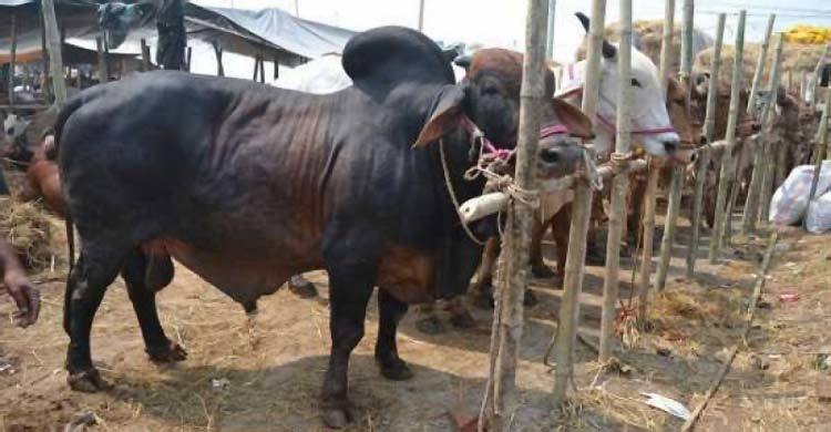 আনোয়ারায় জমে উঠেছে ঐতিহ্যবাহী সরকার হাট পশুর বাজার