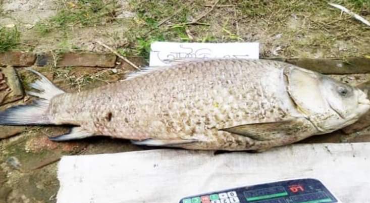 হালদা নদীতে ১০ কেজি ওজনের মৃত কাতলা মা মাছ উদ্ধার 