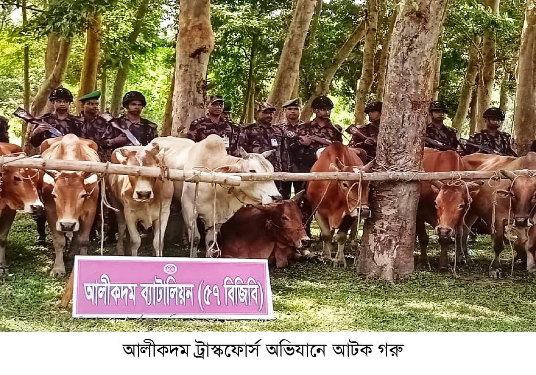 আলীকদমে অভিযানে ১৯৪ গরু-মহিষ আটক