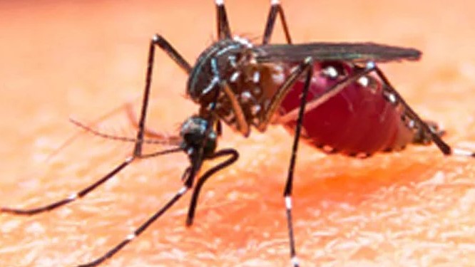  চট্টগ্রামে ডেঙ্গুতে আরও ২ জনের মৃত্যু 