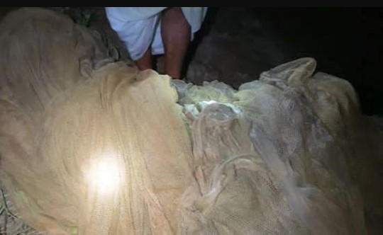 হালদায় অভিযানে দেড় হাজার মিটার ঘেরা জাল জব্দ