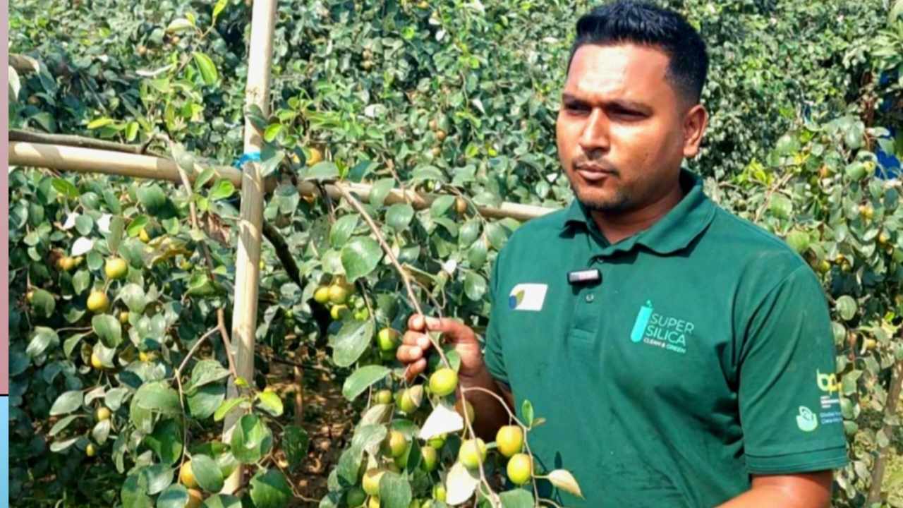 কুল চাষে সফল হাটহাজারীর কাউছার
