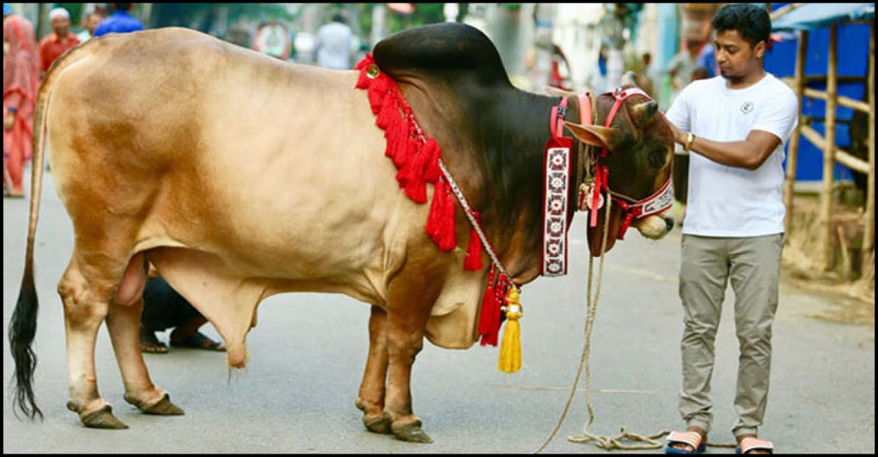 চট্টগ্রামে কোরবানির ঈদে পশুর প্রায় ৯ লাখ মজুদ