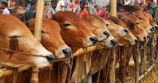 এবার চট্টগ্রামে জুড়ে বসছে  পশুর হাট