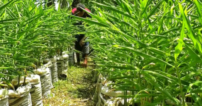 ব্যানিজিকভাবে বস্তায় আদা চাষ বোয়ালখালীতে 