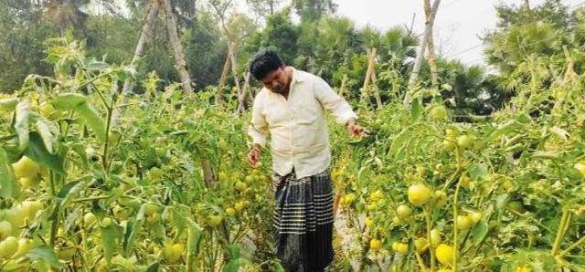 বোয়ালখালীতে মালচিং পদ্ধতিতে গ্রীষ্মকালীন টমেটো চাষ 