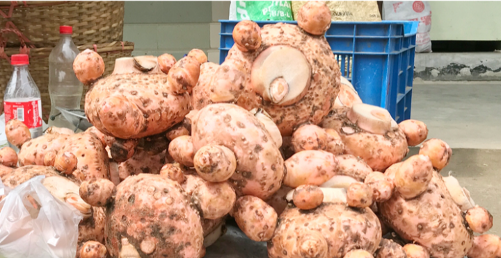 বোয়ালখালীতে বাণিজ্যিকভাবে ওলকচুর চাষে লাভবান