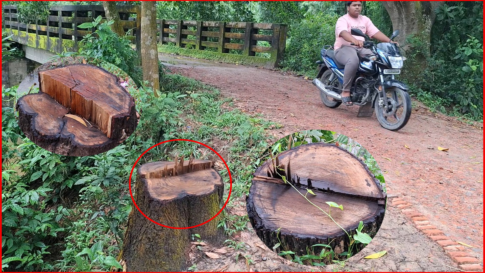 ফটিকছড়ির সুয়াবিলে দুর্বৃত্তরা কেটে নেয় সড়কের ৫টি গাছ