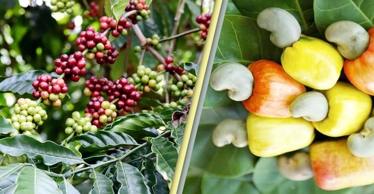 বান্দরবানে কফি-কাজুবাদাম চাষে ভাগ্য বদলাচ্ছে জুমিয়াদের