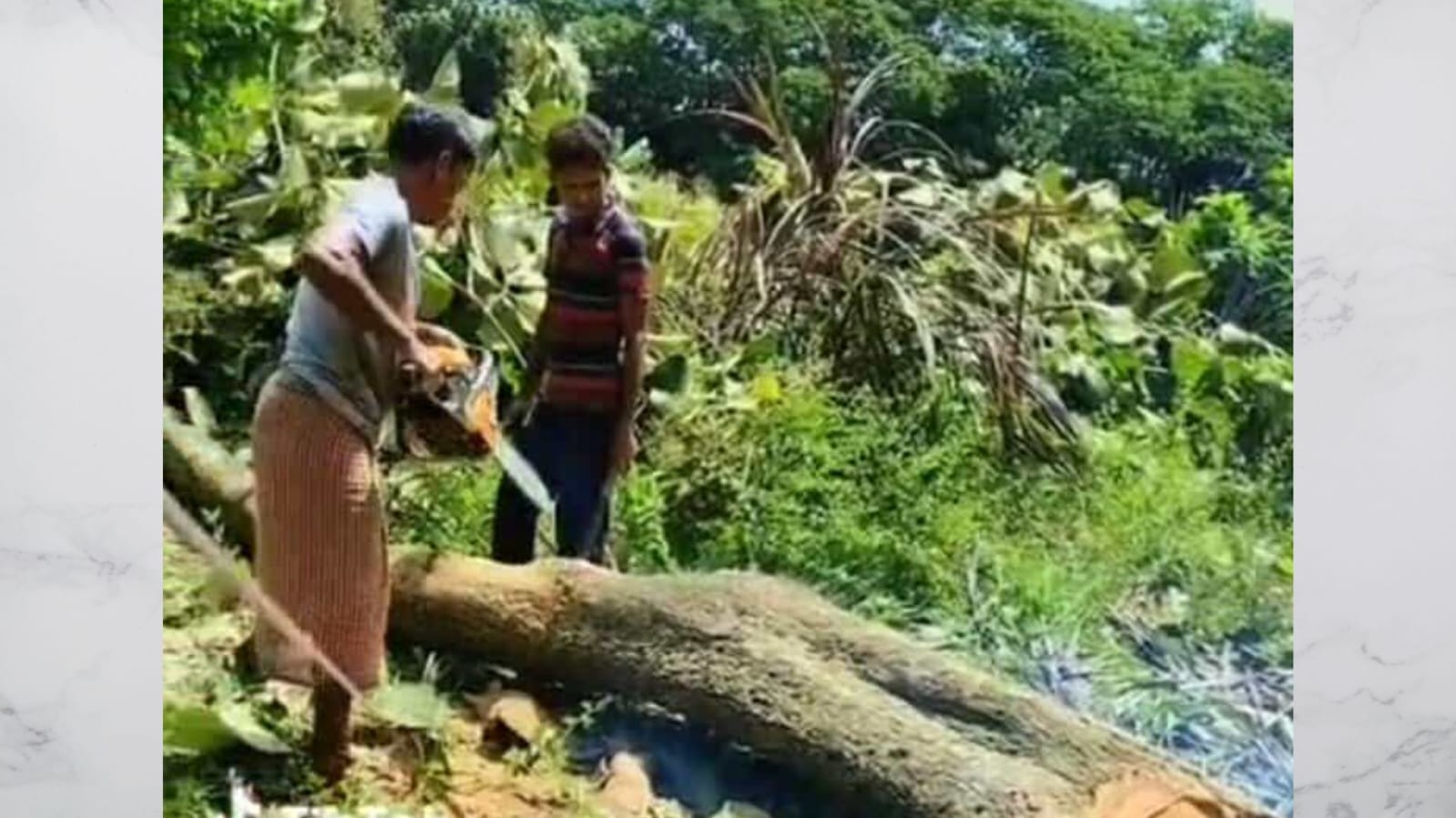 বোয়ালখালীতে স্কুলের গাছ কেটে নিয়ে গেল দুর্বৃত্তরা
