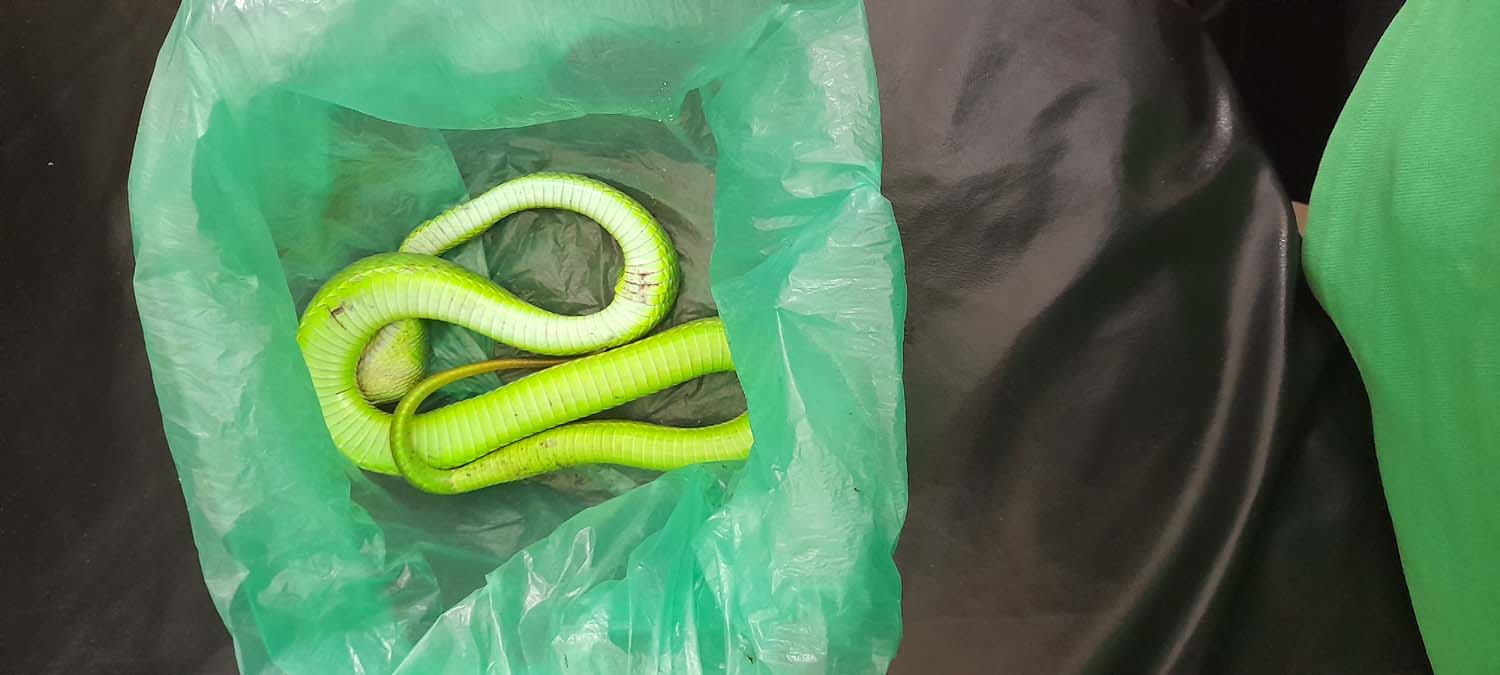 বোয়ালখালীতে শিশুকে গ্রিন পিট ভাইপার সাপের কামড়