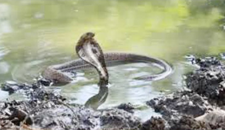 বোয়ালখালীতে বসতঘরে বিষধর ১১টি সাপ উদ্ধার 