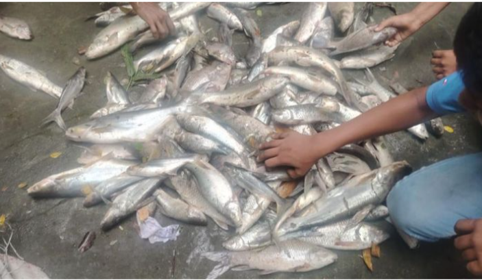 বোয়ালখালীতে বিষ দিয়ে আড়াই লাখ টাকার মাছ নিধন