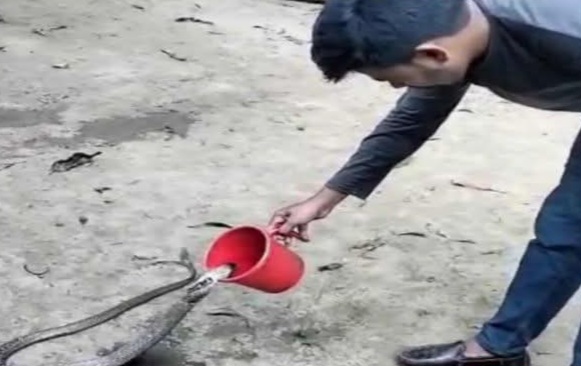  বোয়ালখালীতে পিপাসার্ত খৈয়া গোখরো সাপ