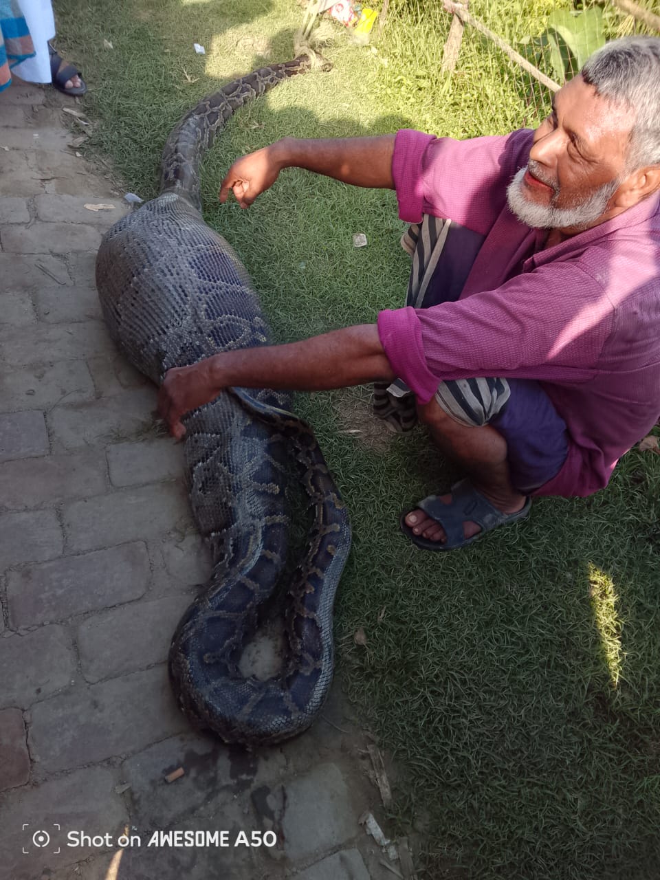  অজগরের পেটে কৃষকের আস্ত ছাগল