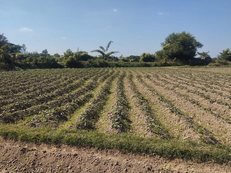 ফটিকছড়িতে মিষ্টি আলুর চাষে বিপ্লব নদী চরে ছড়িয়ে নতুন সম্ভাবনা
