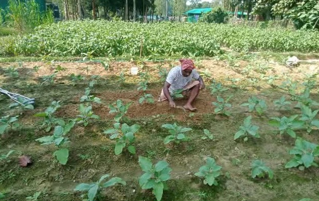 বোয়ালখালীর কৃষক জামালের লাখ টাকার বেগুন চাষের স্বপ্ন 