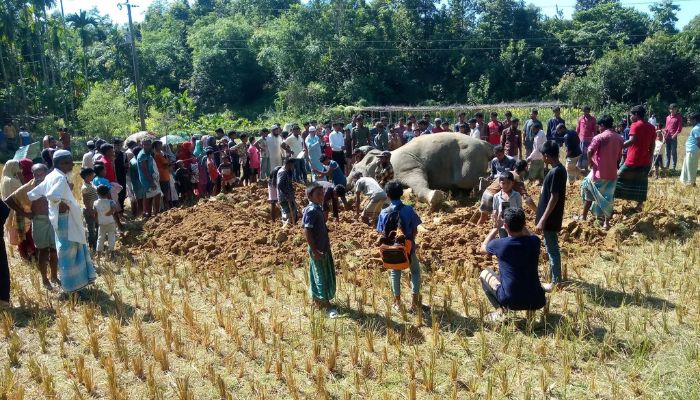 উখিয়ায় বিদ্যুৎস্পৃষ্ট হয়ে বন্যহাতির মৃত্যু