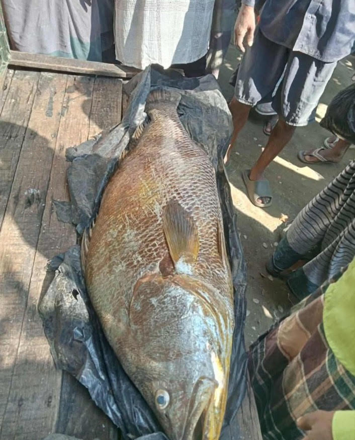 সেন্টমার্টিনে ধরা পড়লো ৩২ কেজির পোপা মাছ ৪ লাখ টাকায় বিক্রি